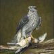 Havik met Vlaamse gaai, Jan Teunissen, De Baanhoeve, NL Antiques