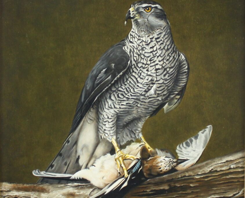 Havik met Vlaamse gaai, Jan Teunissen, De Baanhoeve, NL Antiques